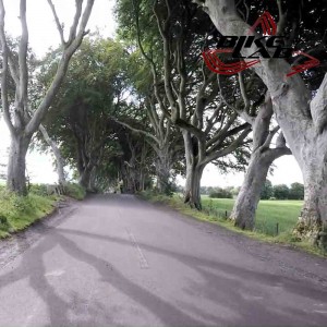Dark Hedges